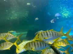 -太平洋海底世界