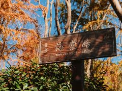 -上海海湾国家森林公园