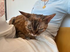-有喵·猫咖·狗咖·30几只猫10只小狗(岗厦店)