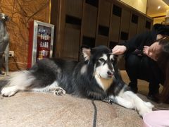 -more than meow吴止猫主题餐厅(承德 中船汇店)