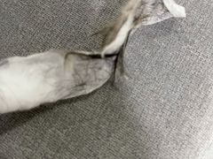 -芭比堂动物医院·CT·微创中心(新顺分院)