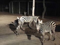 -清迈夜间动物园