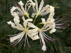 -白塘生态植物园