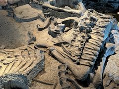 -自贡恐龙博物馆