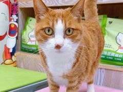 -四月宠物医院·猫专科·心脏专科·内科(转塘店)