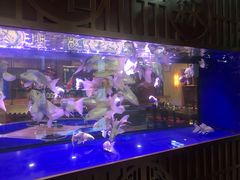 -中环花鸟鱼虫市场