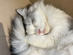 -怪兽屋·羊驼·猫咖·狗咖(俊华广场店)