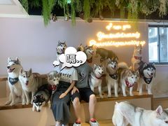 -Husky Go! 哈士奇体验馆·宠物咖啡厅狗咖