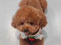 -瑞鹏宠物医院·爱宠堂·骨外专科(西荷分院)