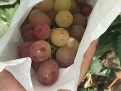 -马陆小张葡萄园农家乐