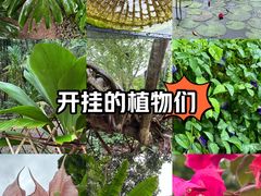 -中国科学院西双版纳热带植物园