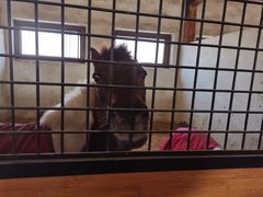 -北京群众马术培训基地