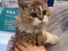 -伟伟宠物医院·CT影像中心·瑞派犬猫综合性门诊(汉口总院)