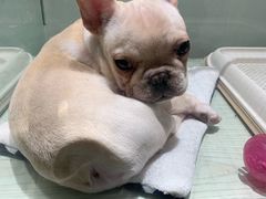 -momokira米努特·德文卷毛猫·棉花面纱犬