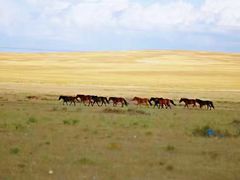 景点-希拉穆仁草原