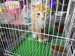 -中环花鸟鱼虫市场