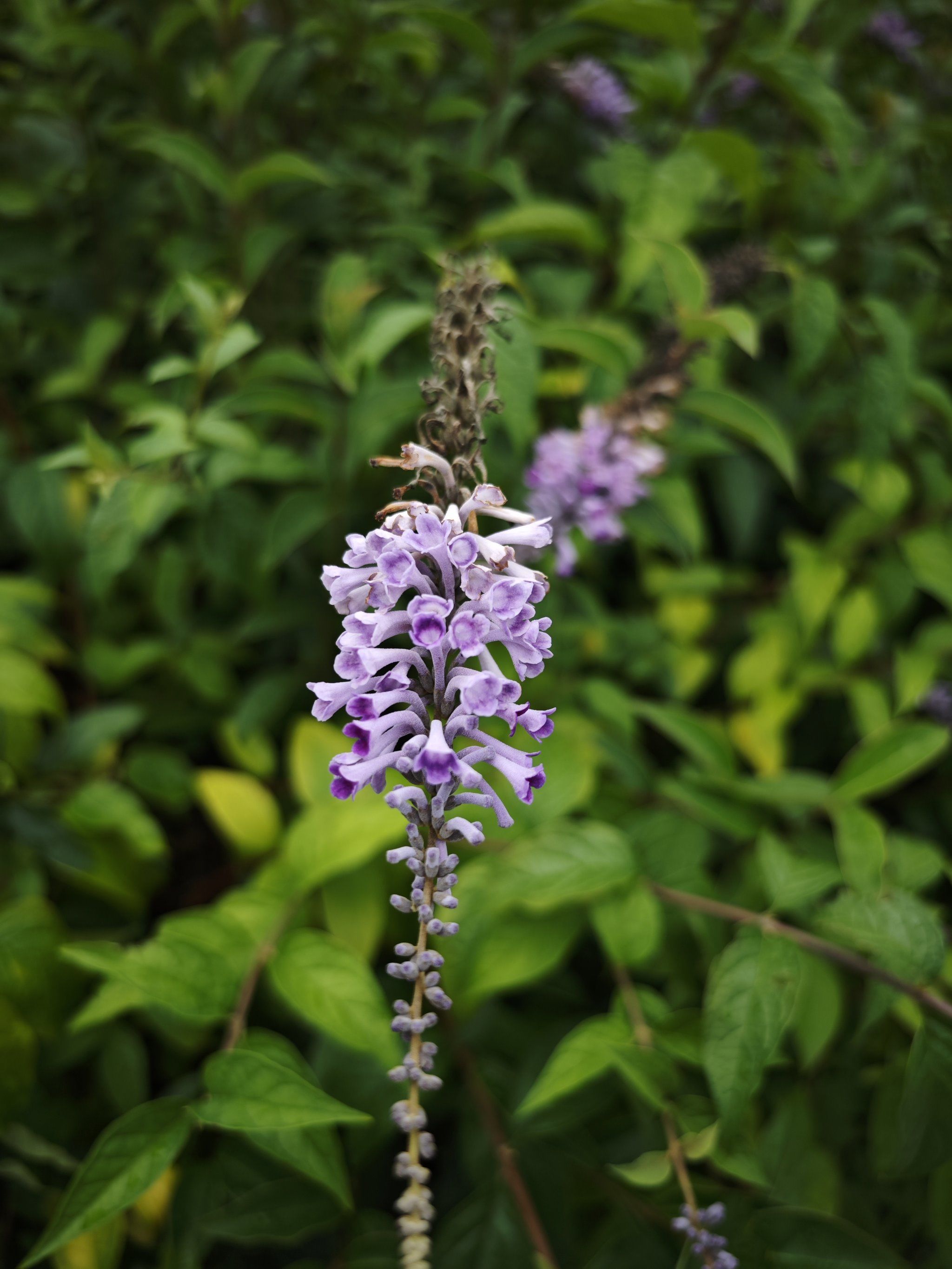 捕鱼界顶流——醉鱼草