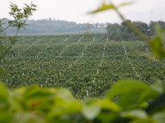 景点-北京张裕爱斐堡酒庄