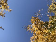 -三里屯东五街银杏大道