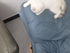 -pd派德宠物中心医院24H急重症·眼科中心·血液透析中心(嵩山北路店)