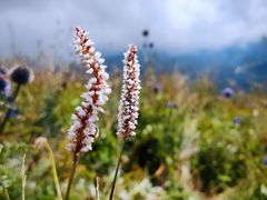 -白草畔自然风景区