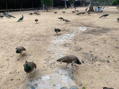 -秦皇岛野生动物园
