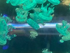 -苏州海洋馆