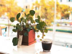 点击看大图 -IDOL PLUS