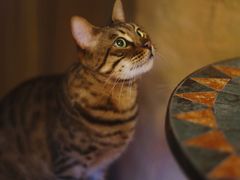 -猫猫幼稚园·撸猫·桌游·电玩