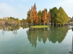 -贡湖湾湿地公园