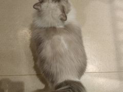 -藏猫猫咖啡主题馆(中央大道店)