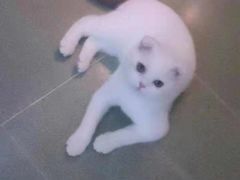 -Bastet sally猫舍购宠(静安店)