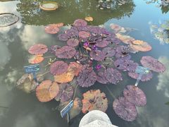 -国家植物园南园