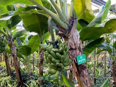 -南宫五洲植物乐园