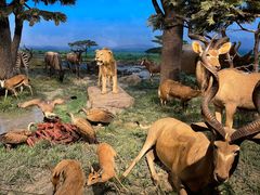 -国家自然博物馆