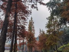 -重庆彩云湖湿地公园