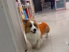 -翊宠yipet猫狗购宠庄园犬舍•猫舍