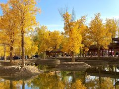 -金塔沙漠胡杨林景区