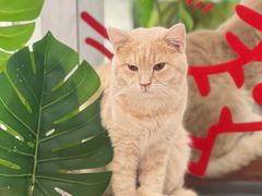 -COLOR PETS 撸猫馆·购猫·猫咖(长风大悦城店)