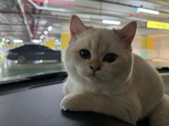 -虹泰宠物医院 ·旗舰店·24h(南秀路店)