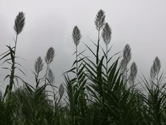 -洨河生态公园