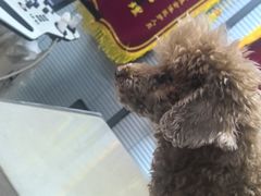 -美联众合动物医院·伴可分院·内科中心医院