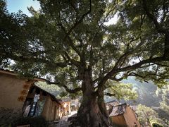 -杨家堂村
