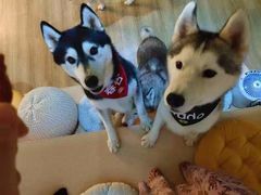 -Husky Go! 哈士奇体验馆·宠物咖啡厅狗咖