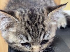 -瑞派长江宠物医院·猫科·外科·24小时夜护(谊城公寓分院)