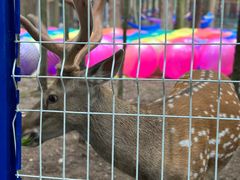 -武陵山森林公园