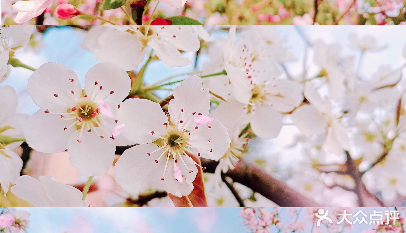 🌸随手拍，小区里的春天