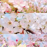 🌸随手拍，小区里的春天
