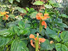 -国家植物园南园