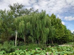 -石家庄市植物园